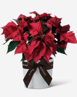 Poinsettia plant with ribbon around the pot